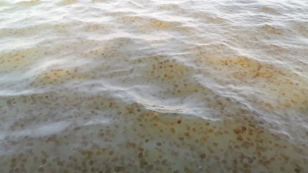 又是球形棕囊藻 | 粤港澳大湾区东部海域发生赤潮，深圳海洋中心迅速响应